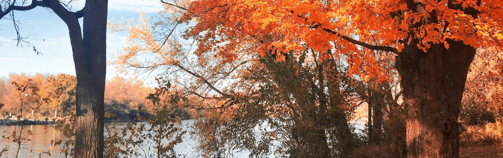 how to start a travel agency in Illinois with the travel host agency, Travel Agent Pro