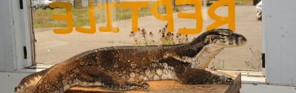 how to start a travel agency in Louisiana with the travel host agency, Travel Agent Pro