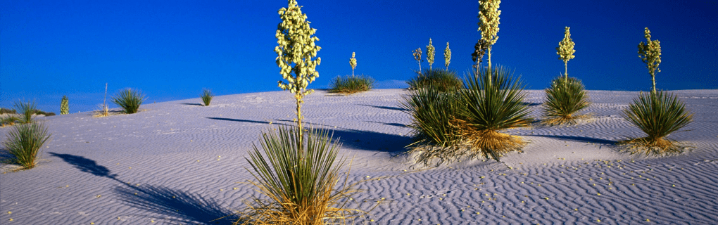 how to start a travel agency in New Mexico with the travel host agency, Travel Agent Pro