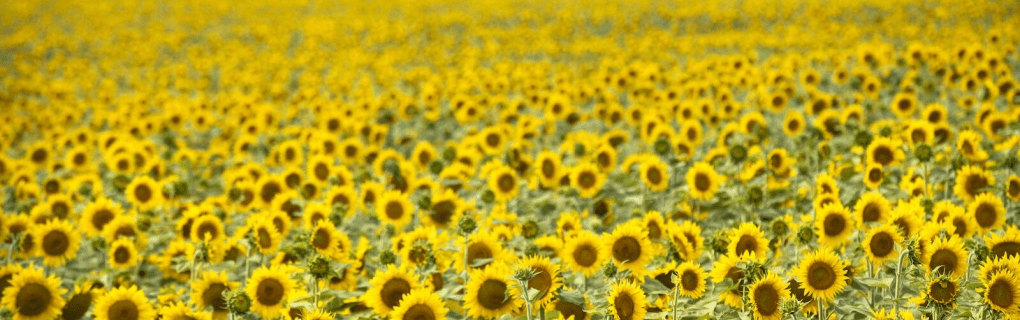 how to start a travel agency in North Dakota with the travel host agency, Travel Agent Pro