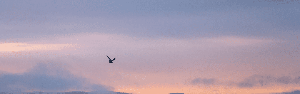 how to start a travel agency in Washington with the travel host agency, Travel Agent Pro