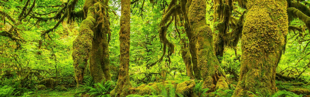 how to start a travel agency in Washington with the travel host agency, Travel Agent Pro